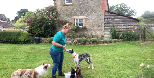 Training Tips Week 2: Teaching your dog the trick 'pray' with Paw Skills Dog Training