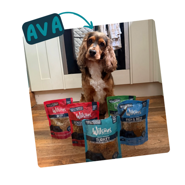 Dog standing behind Wilson's pet food packages with a name tag labeled 'AVA'.