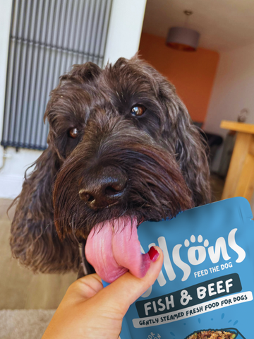 Dog with a blue package of Wilsons Fish & Beef Fresh Dog Food