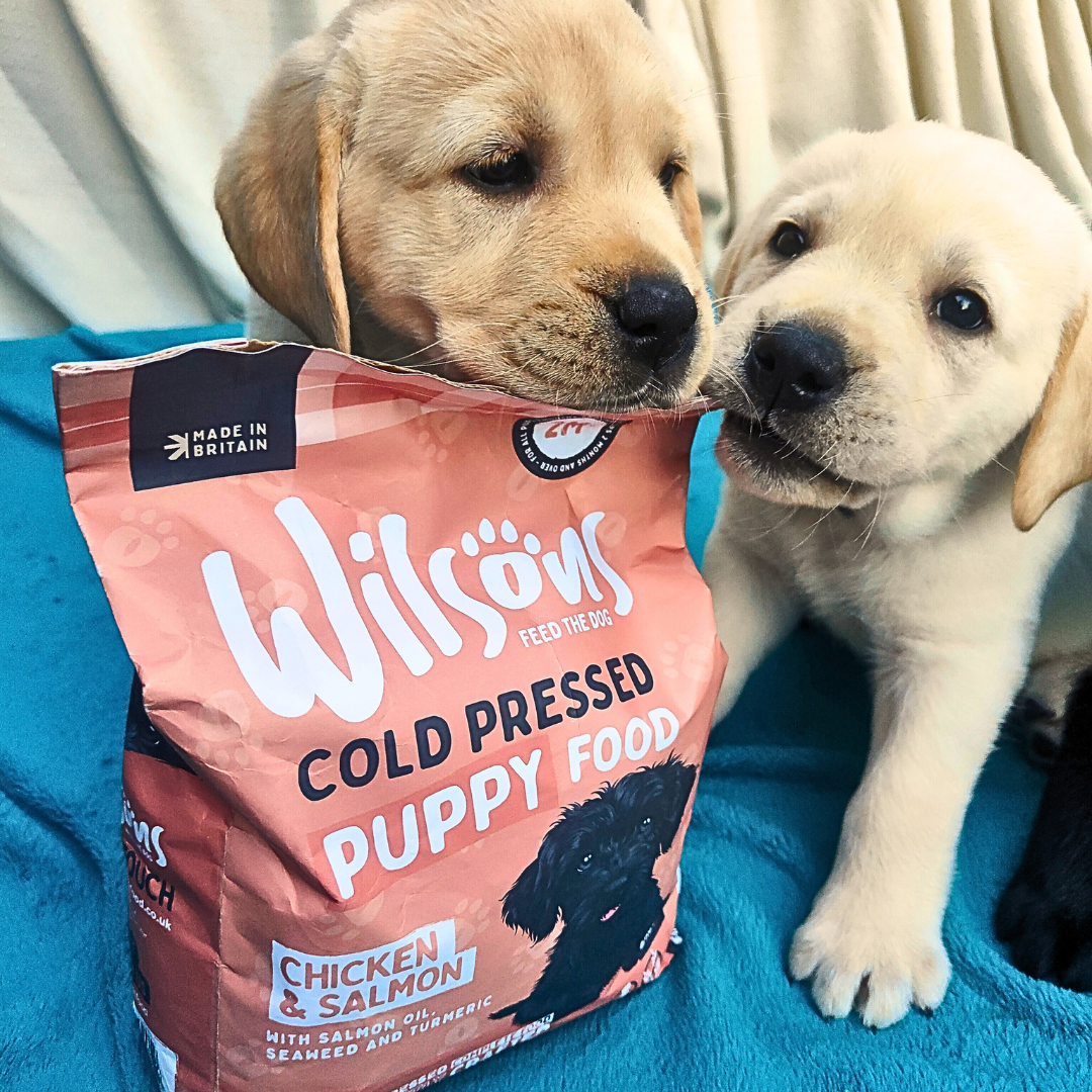 Best dog food for breeders sales