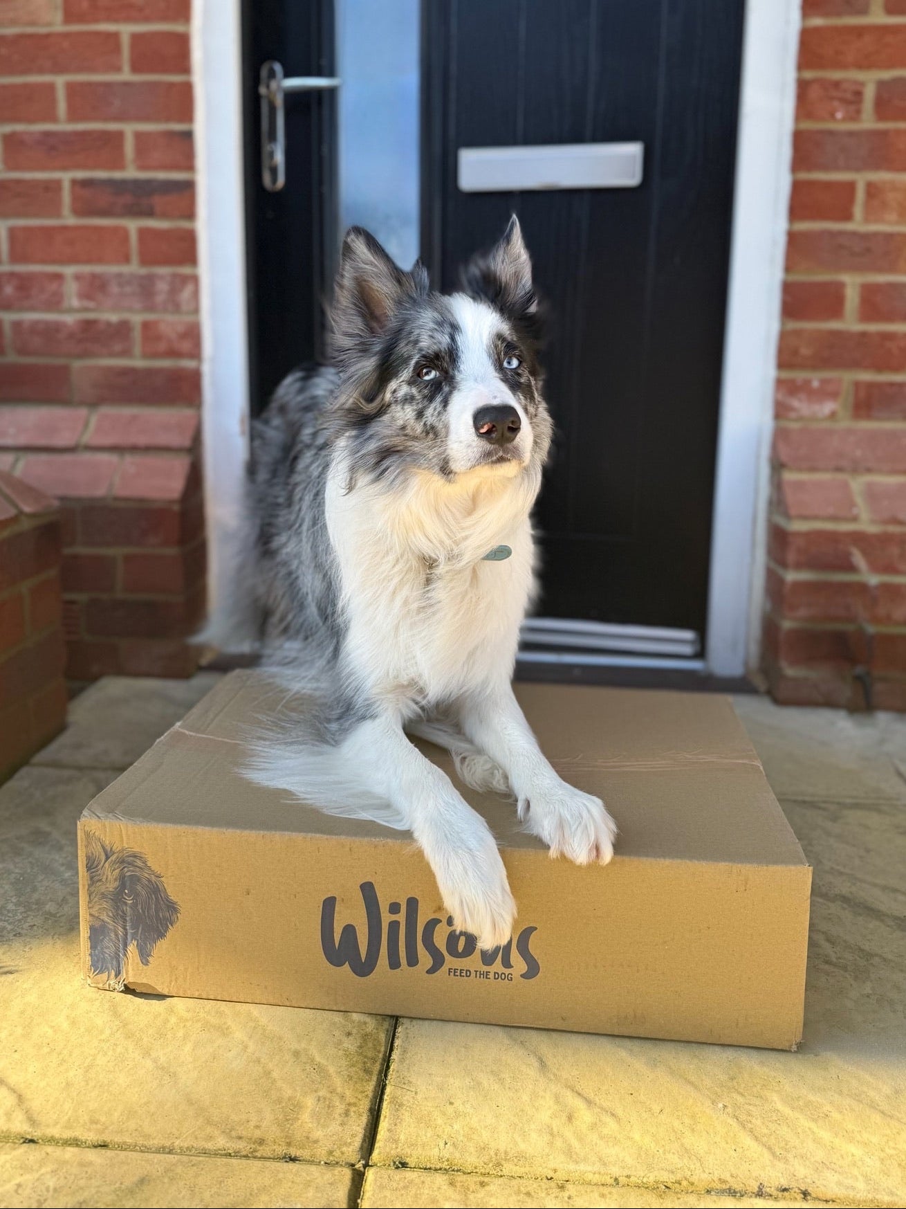 Dog sitting on a Wilsons cardboard box in front of a door.
