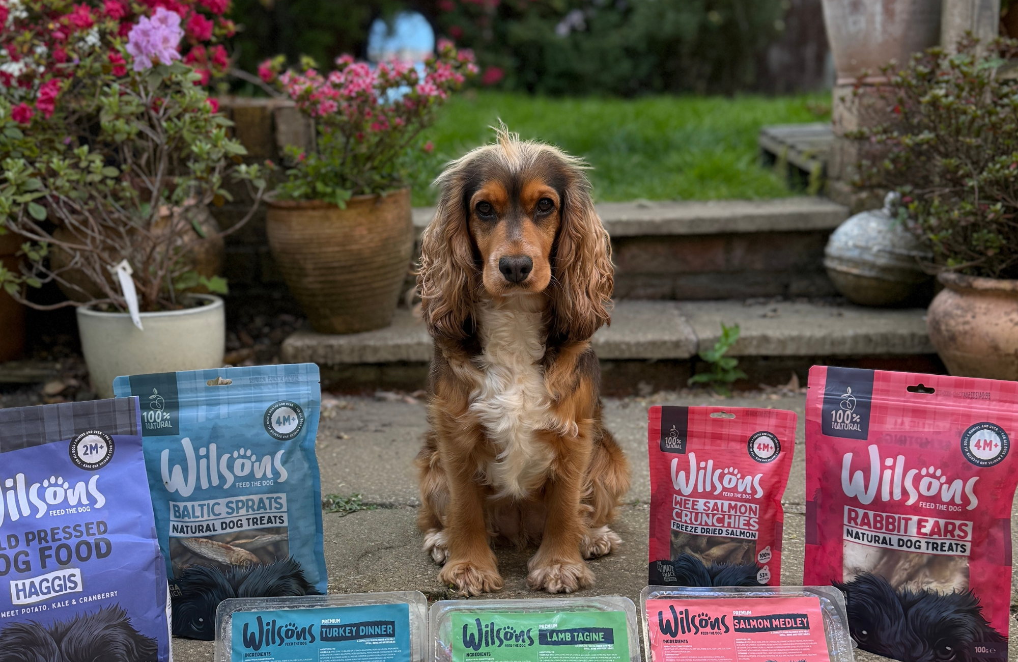 Dog standing in front of Wilsons pet food packages outdoors
