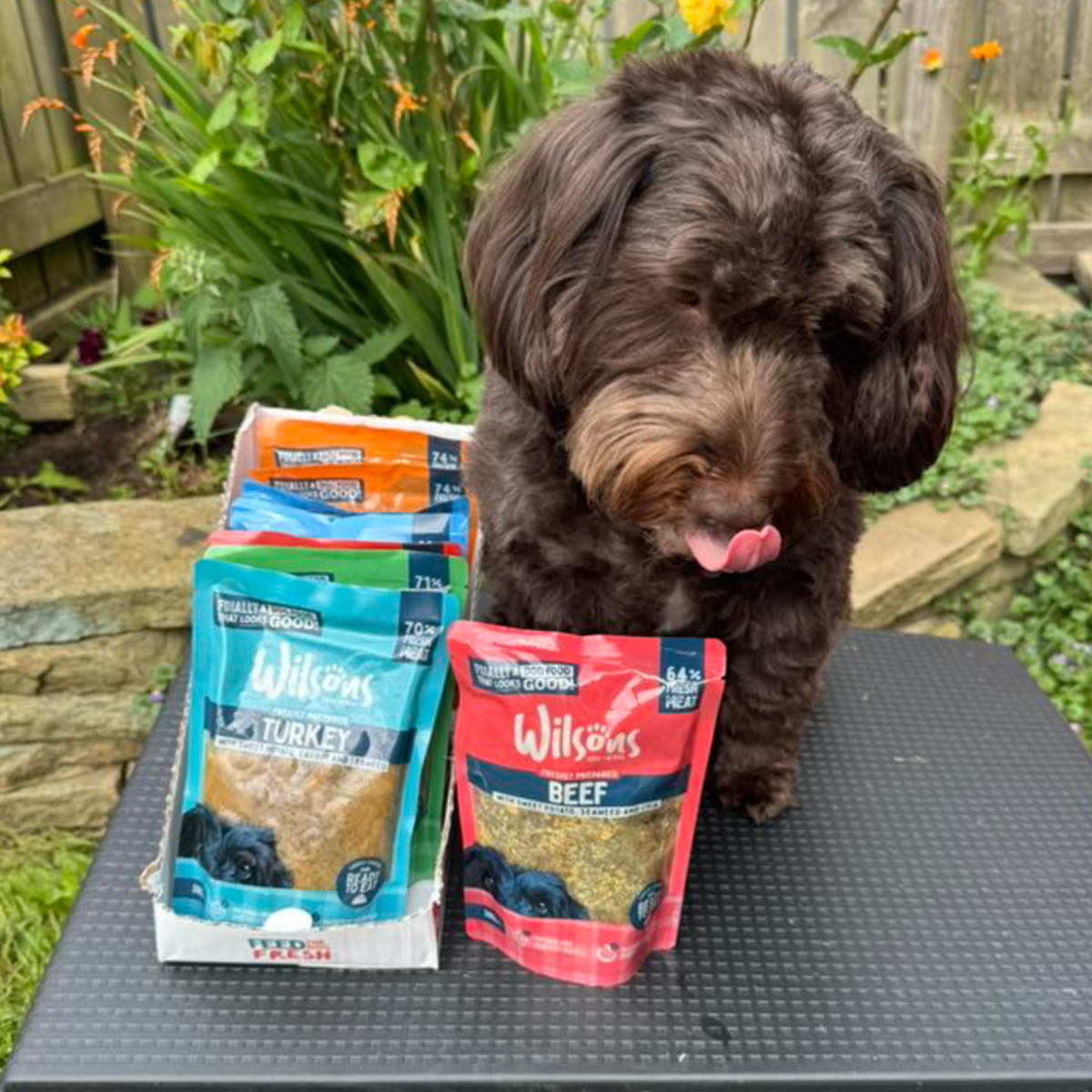 Dog standing next to packages of Wilson's pet food in a garden setting