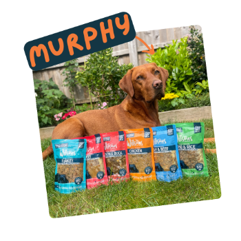 Dog sitting outdoors with a row of pet food packages in front