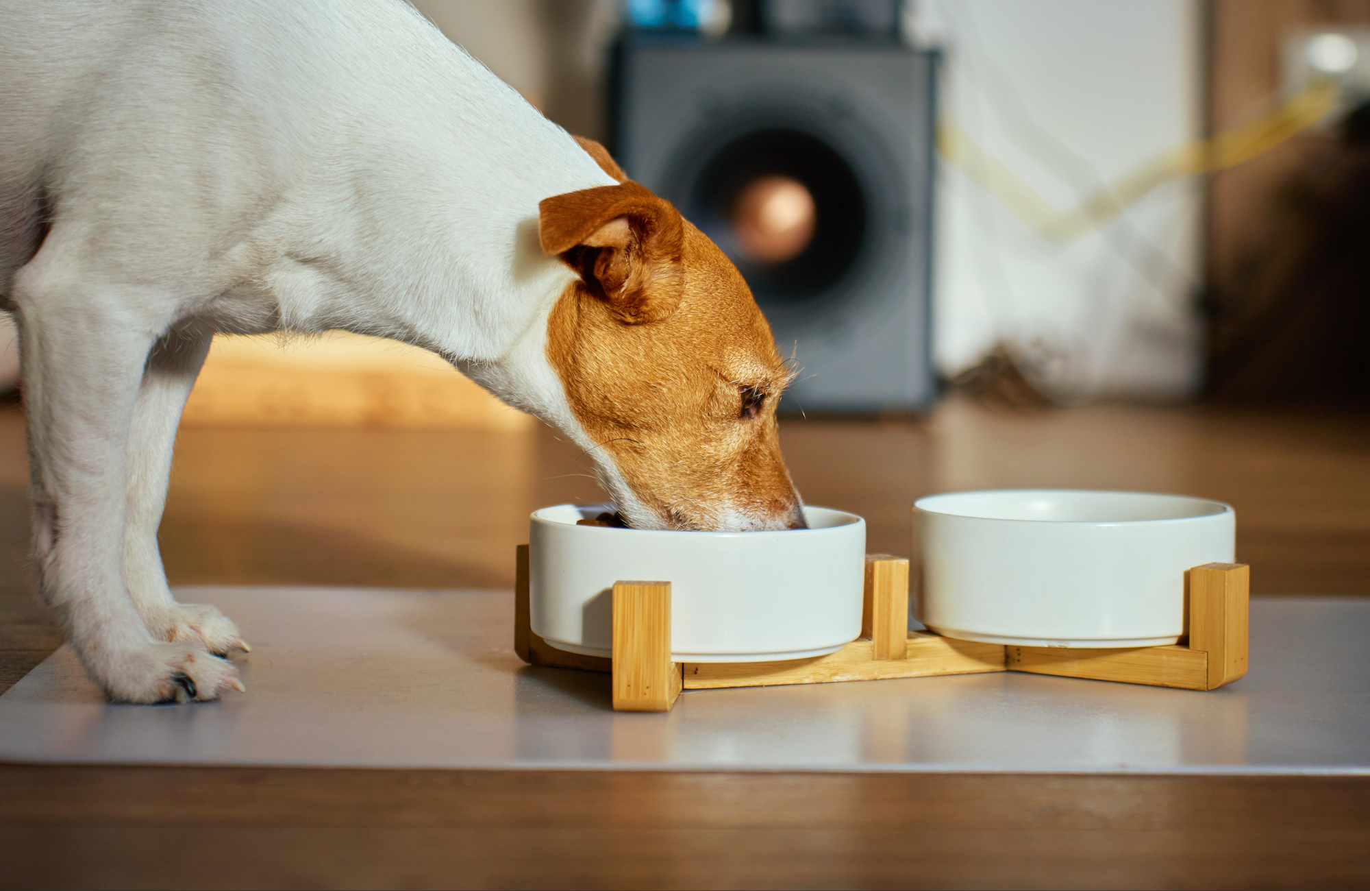 Dog eating Wilsons Pet Food from a raised white bowl on a wooden stand.