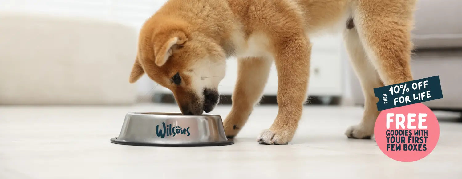 Dog eating from a Wilsons dog bowl with 10% off subscriptions for life.