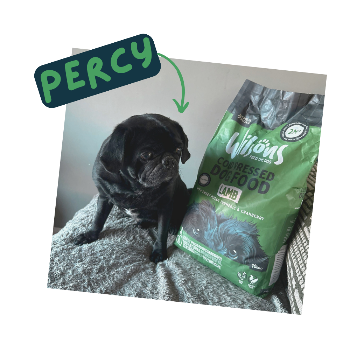 Black pug next to a bag of Wifon's dog food with 'PERCY' labeled on it.