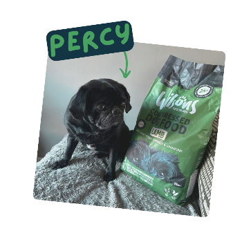 Green bag of Wilsons Lamb cold pressed dog food with a black pug named Percy on a white background
