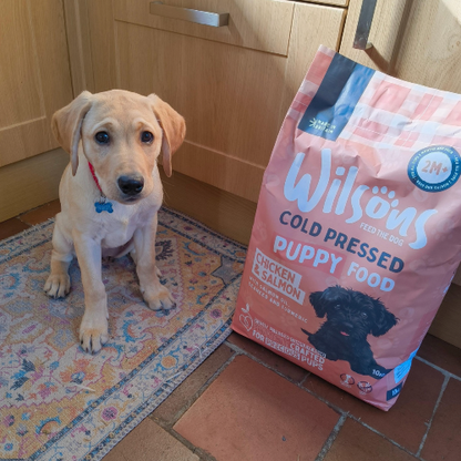 Puppy sitting next to a bag of Wilsons Cold Pressed Puppy Food in a kitchen.