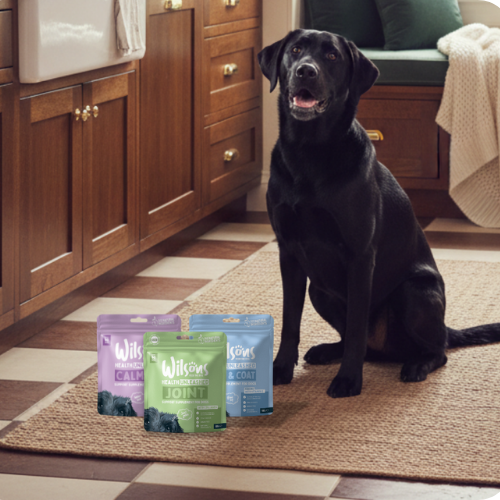 Black dog sitting on a rug with three bags of Wilsons Dog Supplements in the foreground.