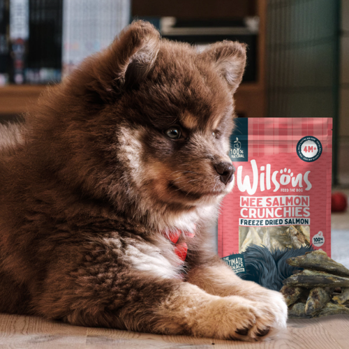 Puppy with a package of Wilsons Freeze Dried Salmon Crunchies on a wooden floor.