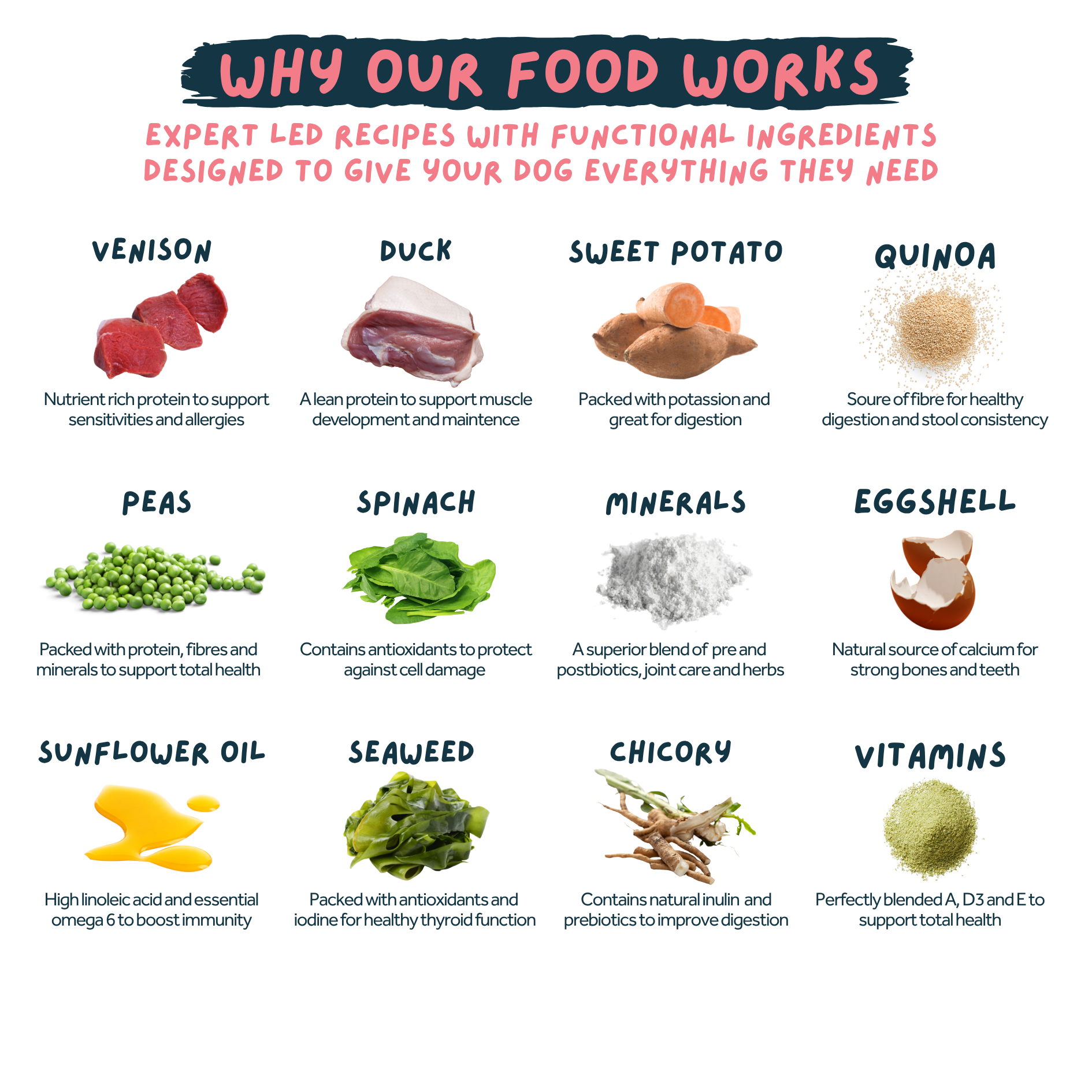 An infographic titled 'WHY OUR FOOD WORKS' showing 12 different dog food ingredients arranged in a grid with labels: venison, duck, sweet potato, quinoa, peas, spinach, minerals, eggshell, sunflower oil, seaweed, chicory, and vitamins. Each ingredient is pictured with a small illustration and a short descriptive text block on a white background.