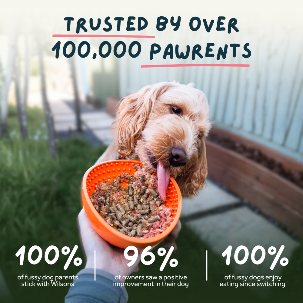 Dog eating from an orange bowl with text about pet food and statistics.