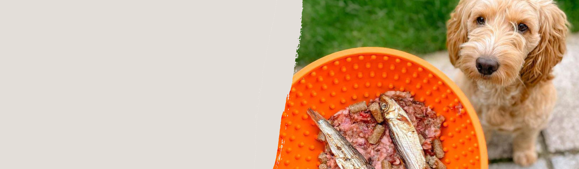 Cold pressed 2024 dog food manufacturer