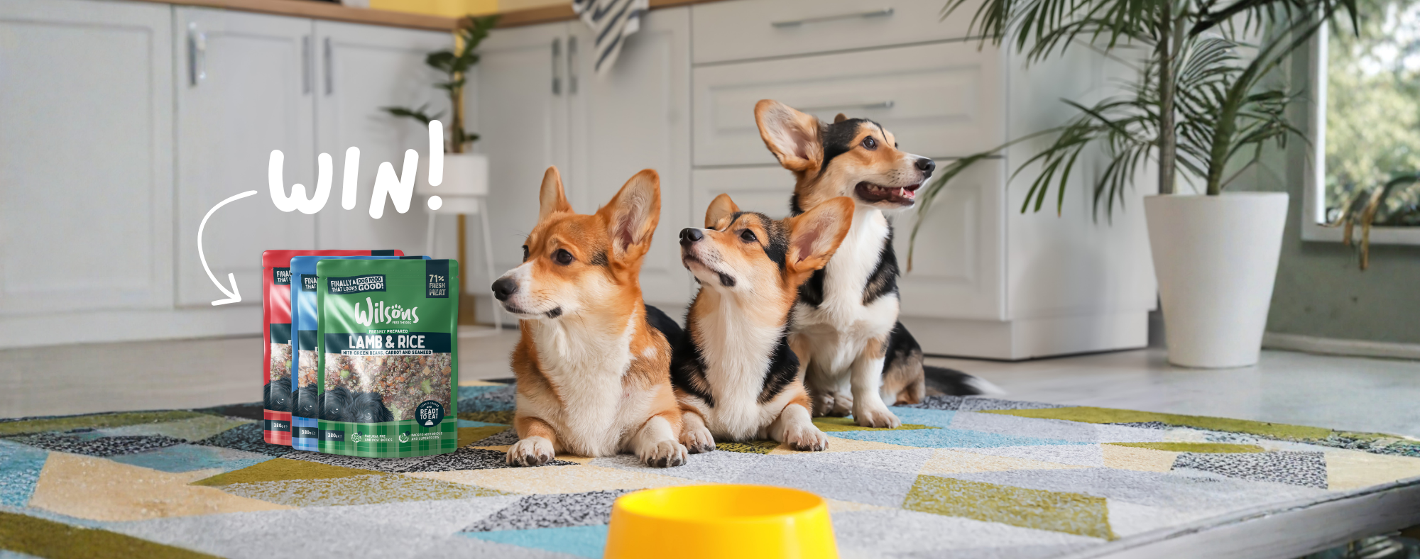 Three corgis sitting on a rug with a bag of dog food and a bowl in the foreground, with 'WIN!' text above.